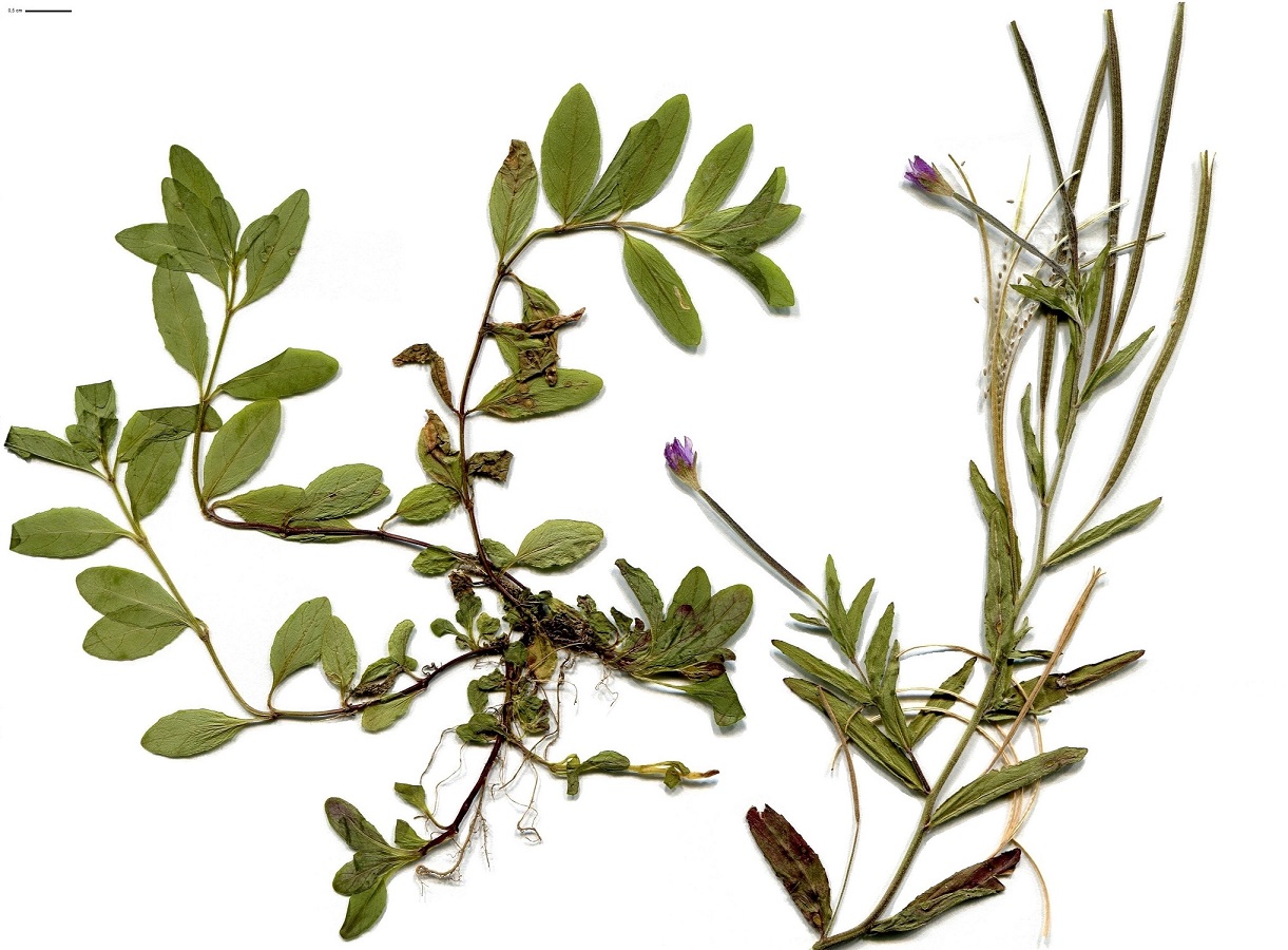 Epilobium anagallidifolium (Onagraceae)